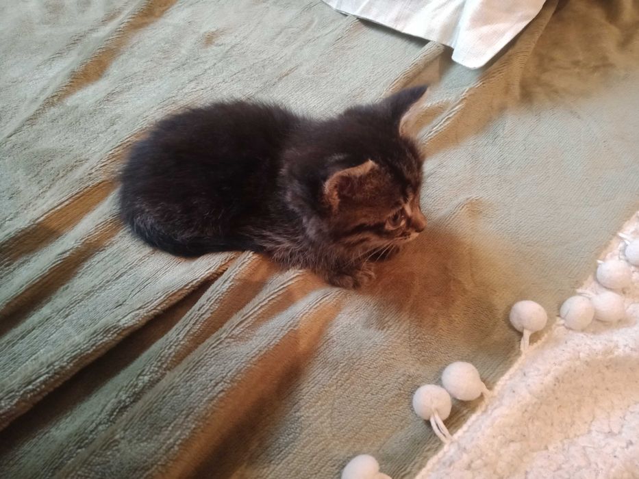 Котёнок  Бесплатно