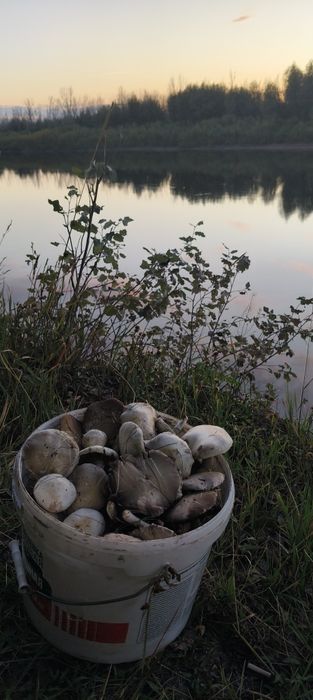Продам шампиньоны настоящие луговые .