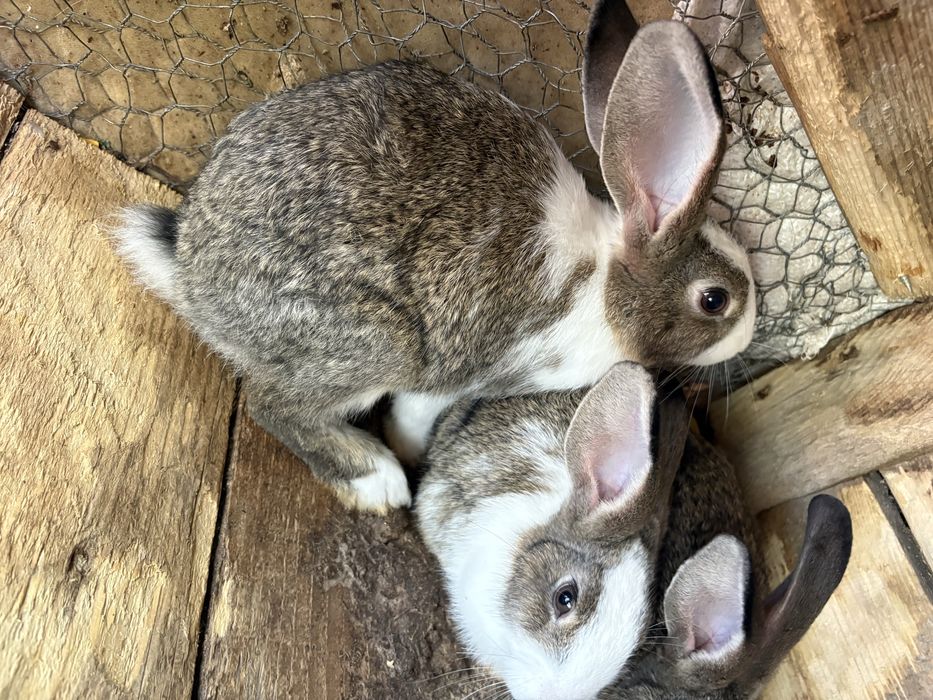 Vand iepuri urias german