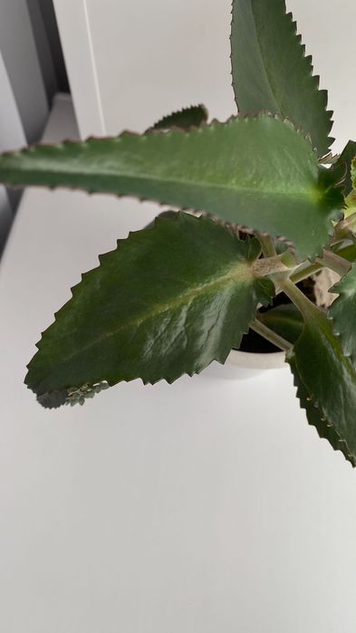 Продам лечебное каланхоэ