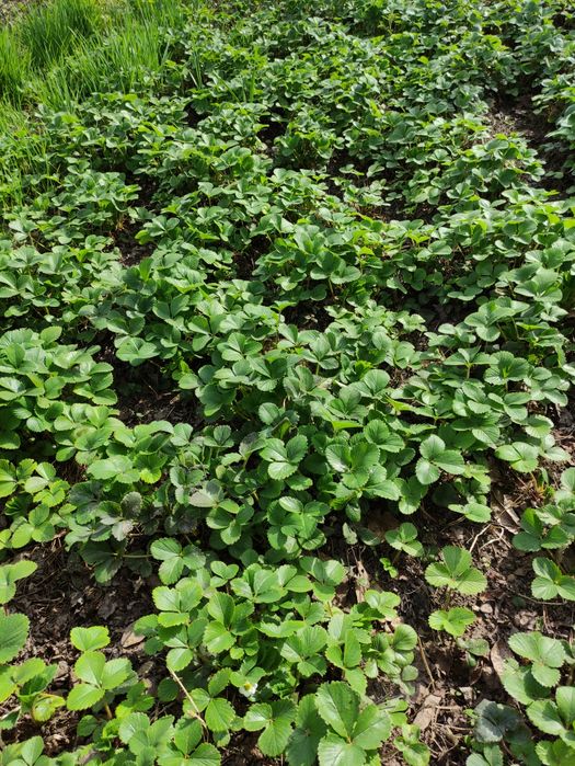 Саженцы клубники