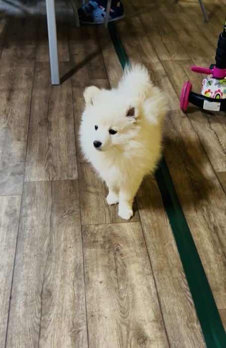 Мини шпиц 2 месеца с паспорт