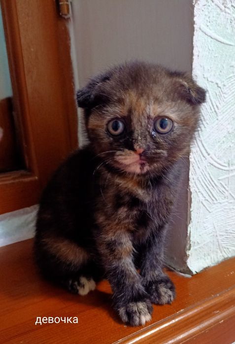 Продам милого котёнка