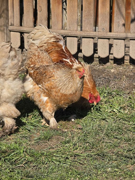 Продавам разплодни яйца от Златно дантелен брама [Buff laced Brahma]