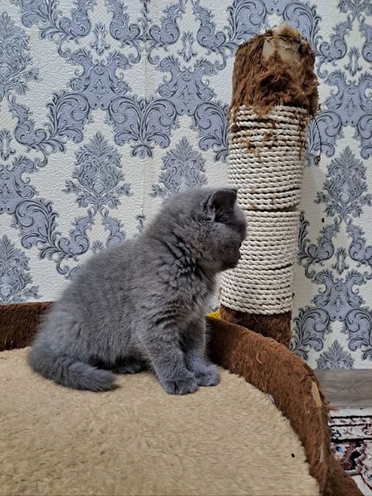 2 ойлик мушук стаман