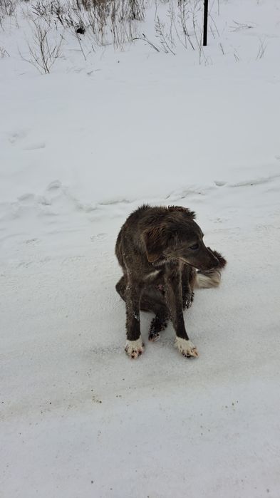 Отдам в хорошие руки девочка подросток