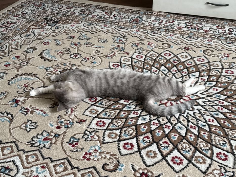Кошка 2 года шотландка