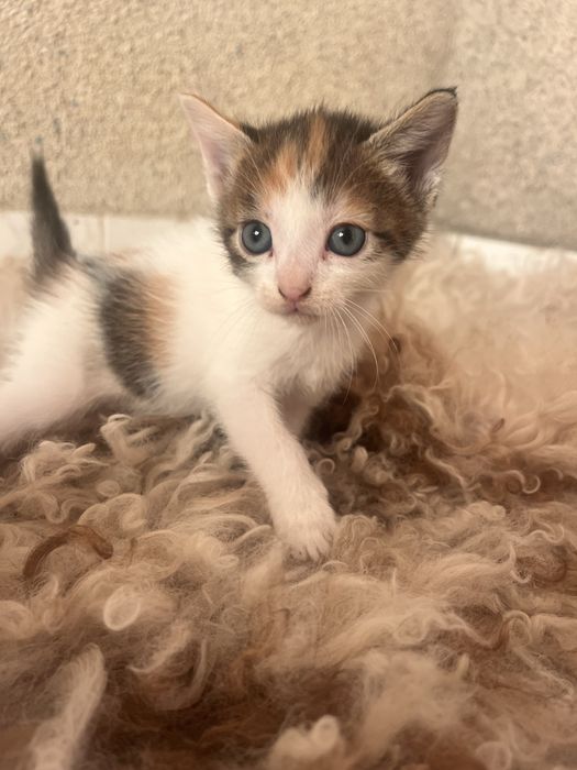 Pui de pisica adoptie