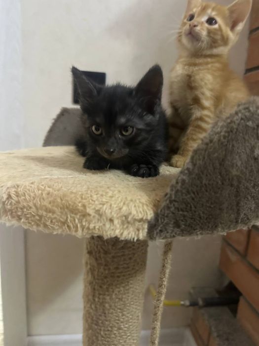 Отдам котят даром в добрые руки