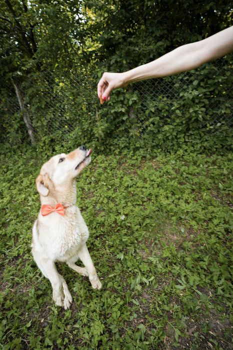 Catel,talie medie,5 ani, sterilizat, pentru adoptie responsabila