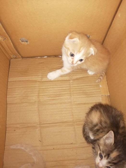 Продаются котята карликовый скотиш - фолд