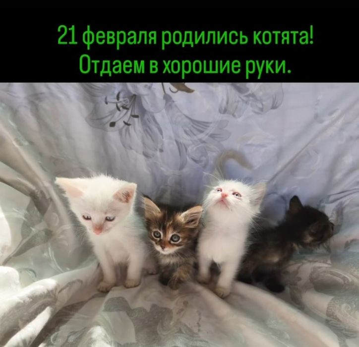 Поможем маленьким найти семью В добрые заботливые ручки отдам кот