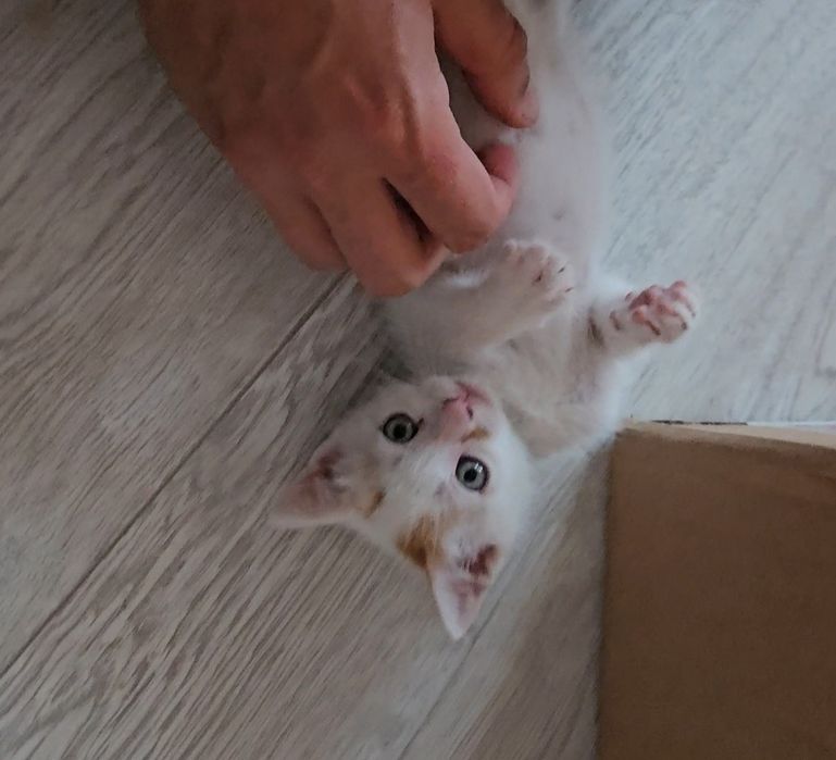 Pisica de adoptat