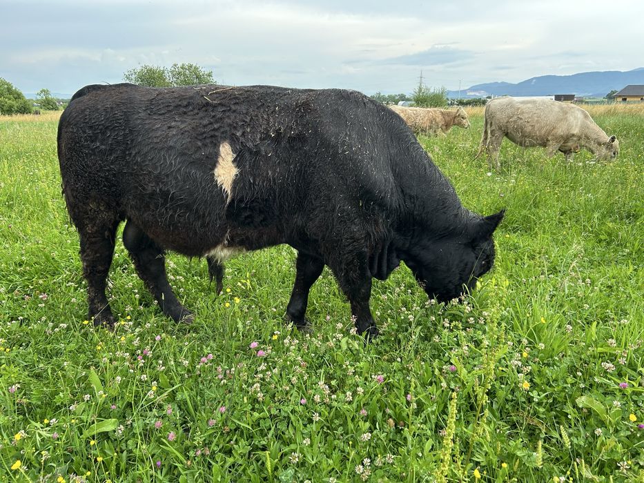 Vitel balted galloway