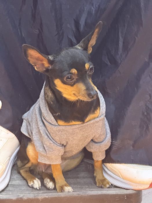 Продам мини тойтерьер девочка