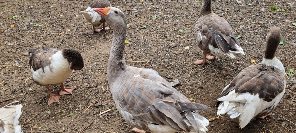 Gâște de un an – sănătoase, crescute natural