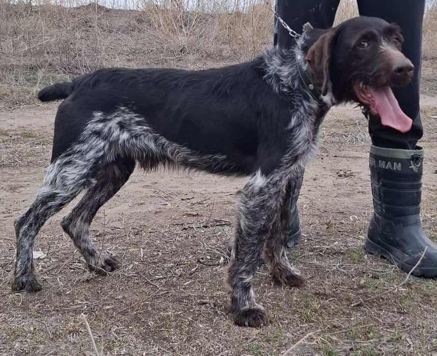 Продам рабочего дратхаара