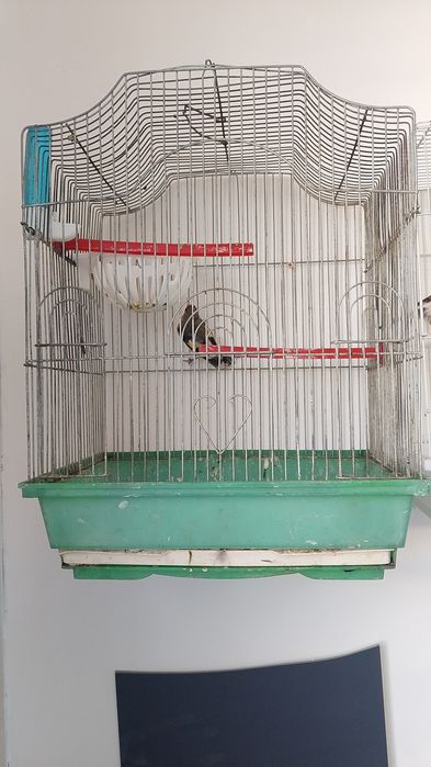 Канарейка самка щыгол чорный бар