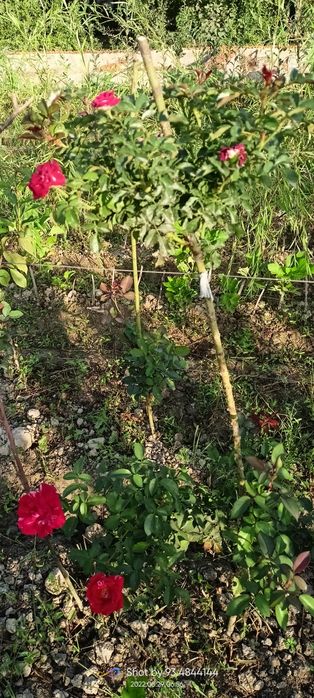 Shtampoviy atirgullar