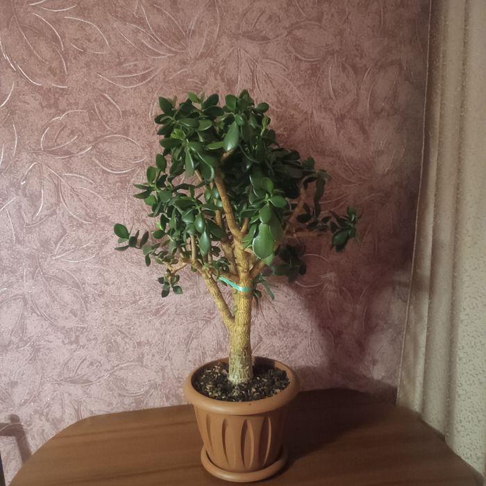 Денежное дерево-толстянка...