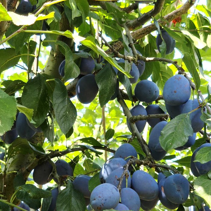 Продавам дворно място с овошки