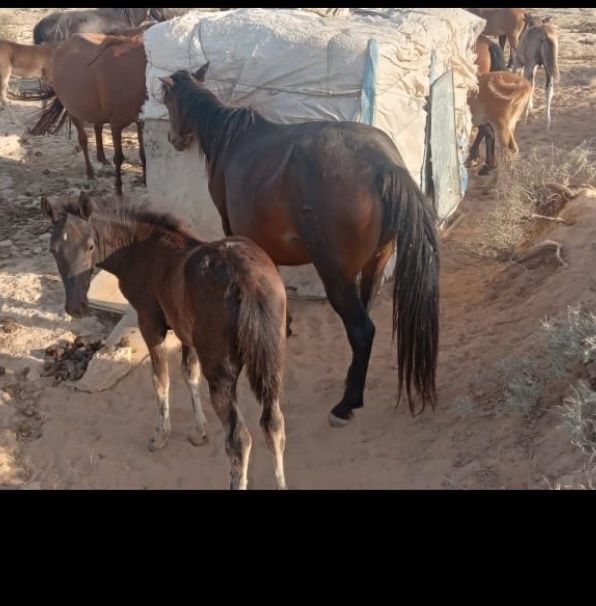 Екі Бие сатылады.