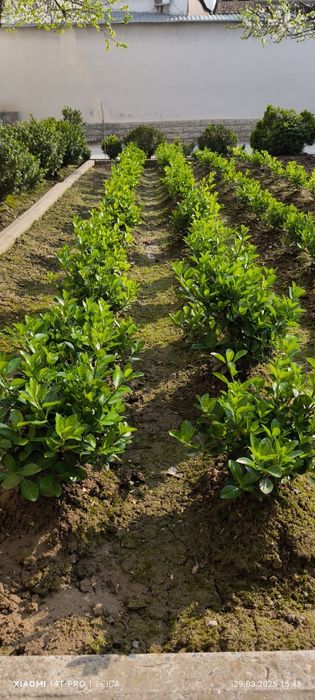 Бересклет, ландшафтный