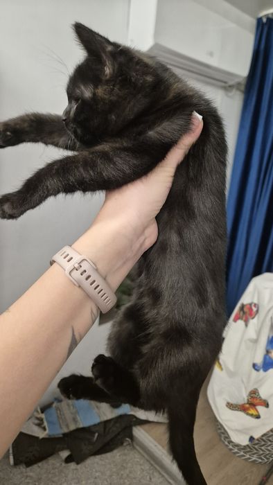 Отдам чёрных котят