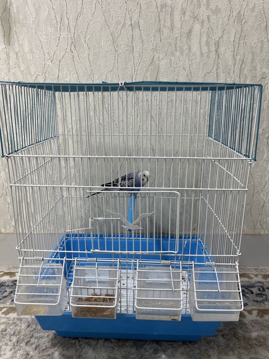 Продам попугай за 12.000