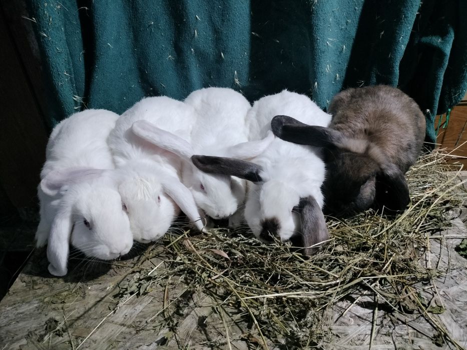 Iepuri mici și mari