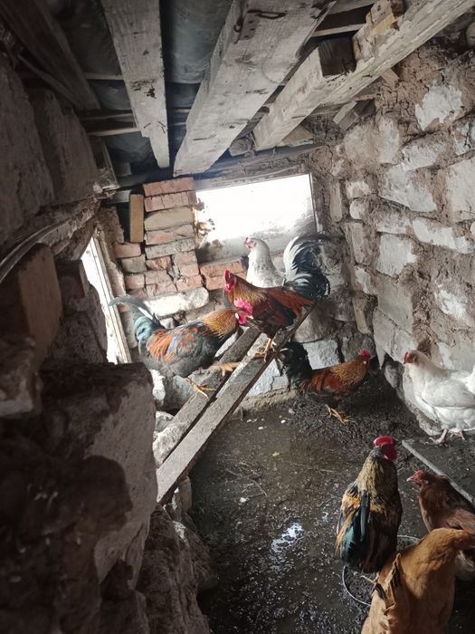 Әтеш сатам,Продам петух