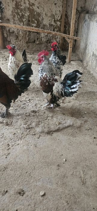 Кораздар сатылады