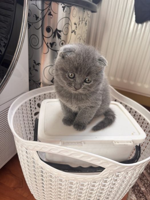 Шотландски клепоухи котета на 2 месеца