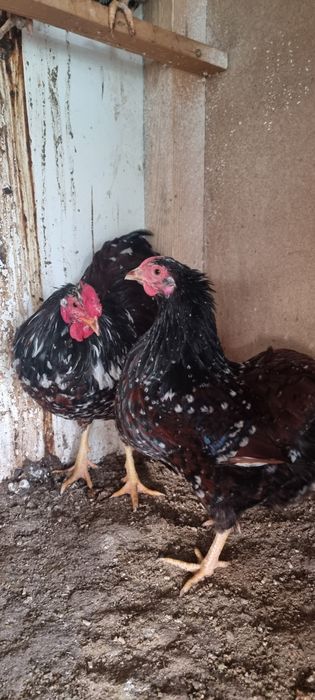 Wyandotte pitic Brahma pitic