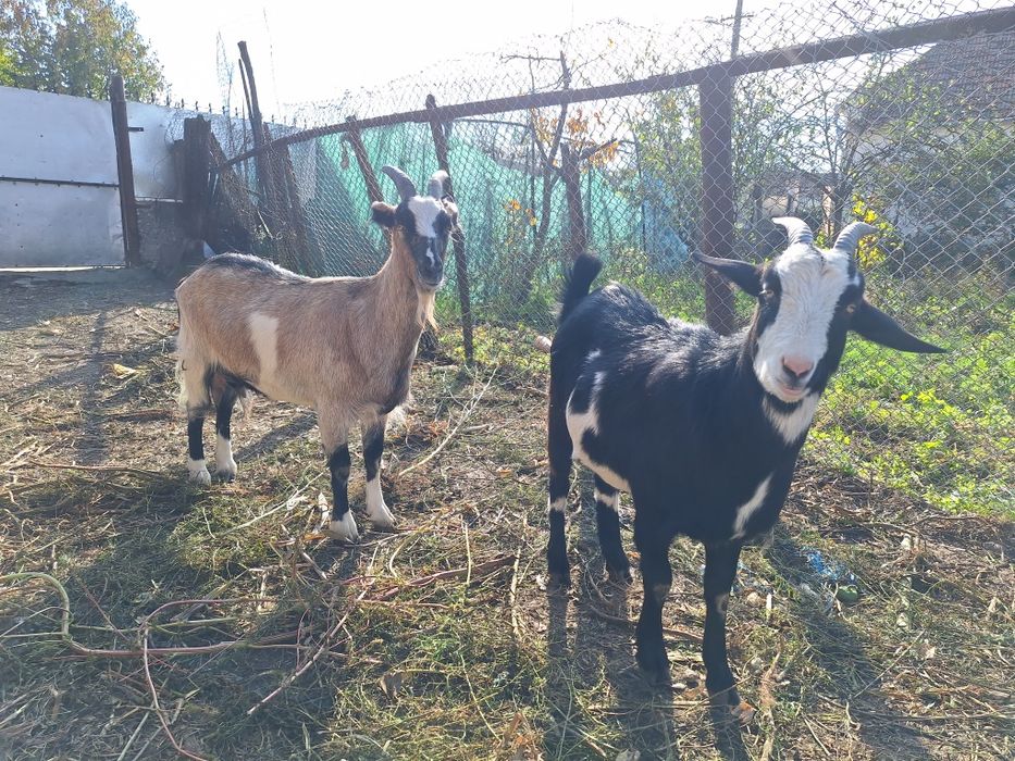 Vand capre si un țap șut genetic