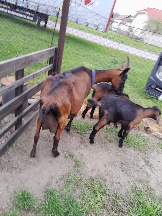 Vând Capre Alpine Franceze ( ieduțe..)