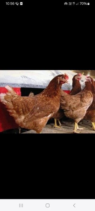 Vand gaini rosii outoare