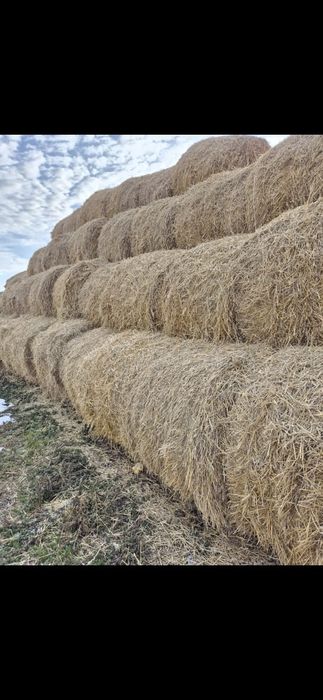 Продам солому пшеничную