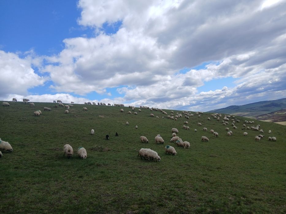 Vand 200 de oi tinere