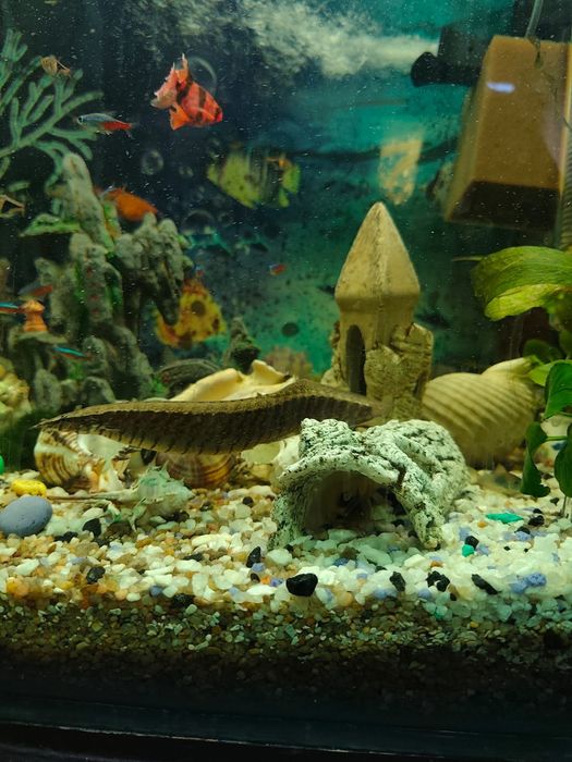 Продам рыбок 4 штуки