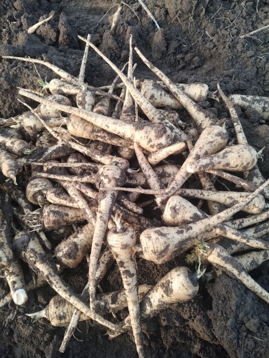 Păstârnac de vânzare