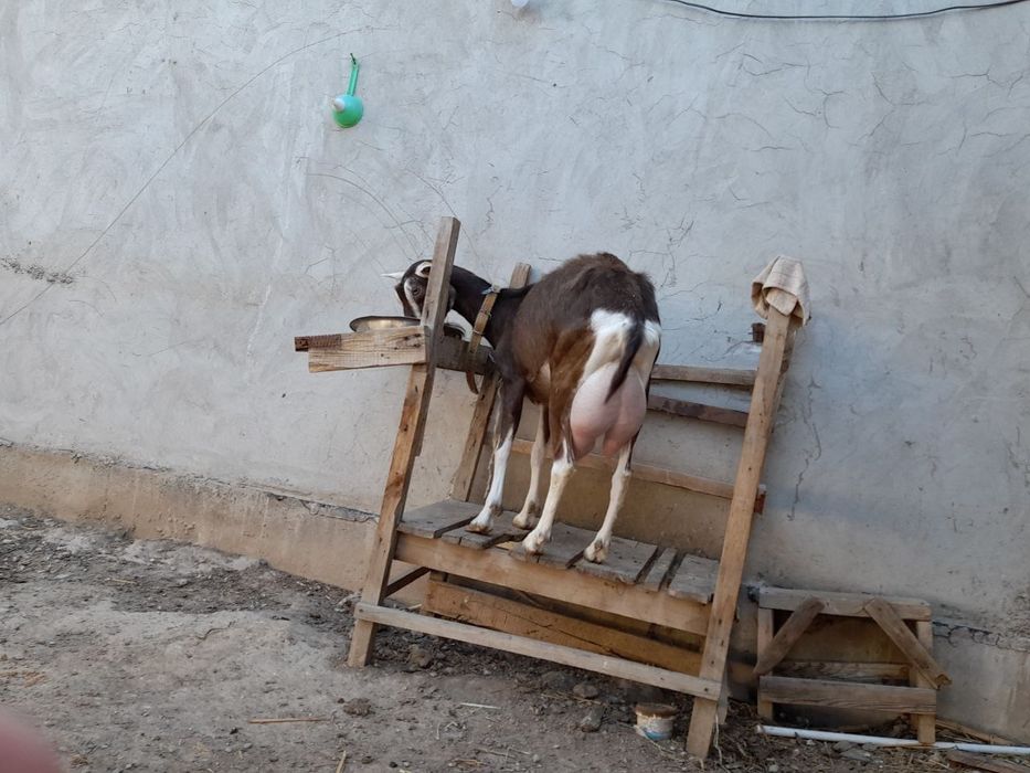 100% лик Тогенбург такача козлёнок породы Тогенбург