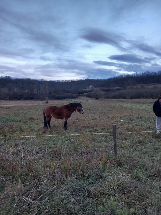 Vând 3iepe cuminți