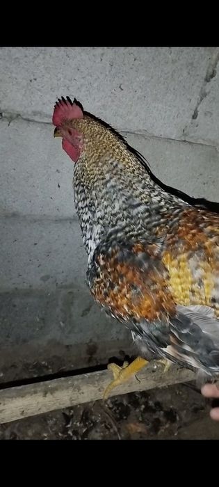 2 петуха маладых 4 мес