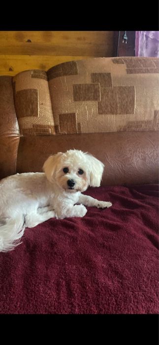 Bishon Maltez mascul