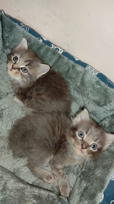 Отдам котят в добрые руки