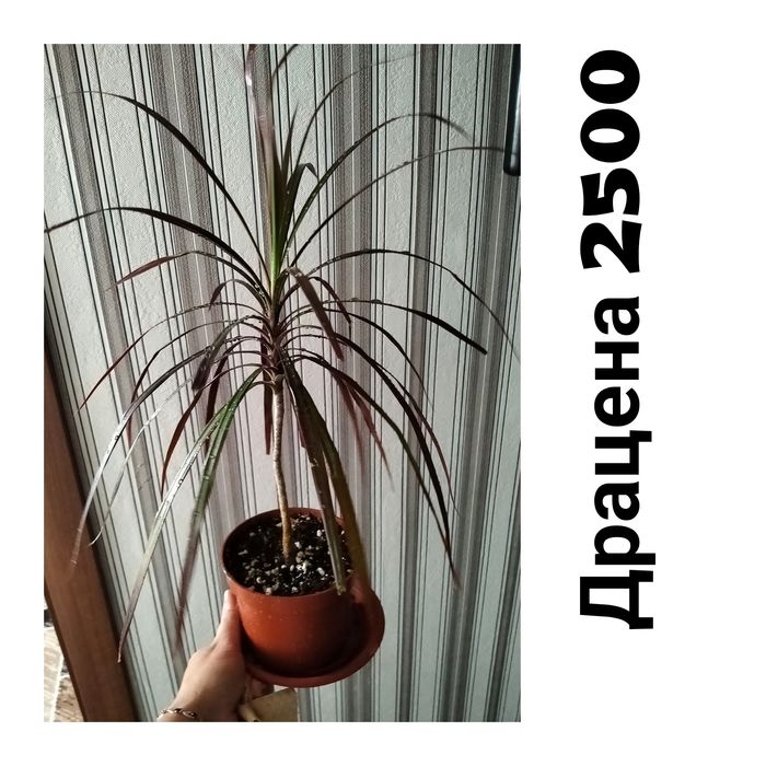 Цветы домашние не дорого