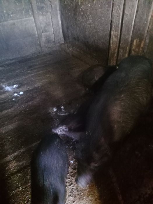 Свиньи вьетнамские