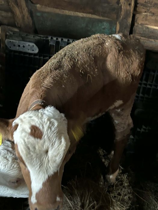 Vând 3 vitei baltați