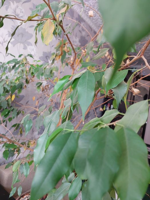 Продам комнатные растения